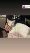 dante_yangpa Altpins Profile Picture