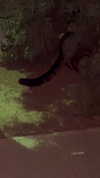 haileylayfield Altpins Profile Picture