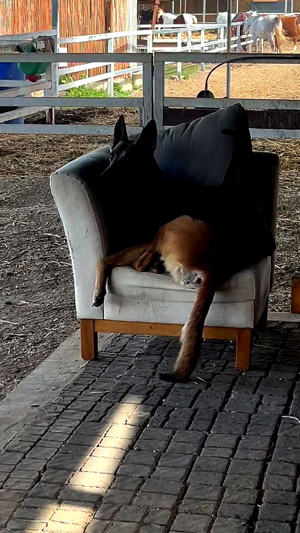 _wizardmidget_ archive video preview