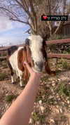 galibilaus Altpins Profile Picture