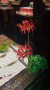 ayash.hila Altpins Profile Picture