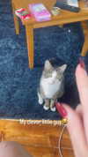 jahia_brown Altpins Profile Picture