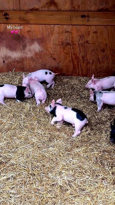 taylor.creeden taylor.creeden archive video