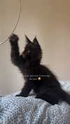 leni.bahr Altpins Profile Picture
