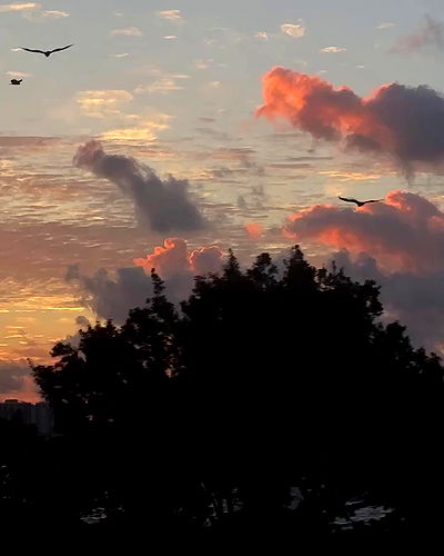 taylor.creeden taylor.creeden archive video