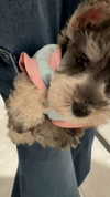 miisu000 Altpins Profile Picture