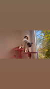 leni.bahr Altpins Profile Picture