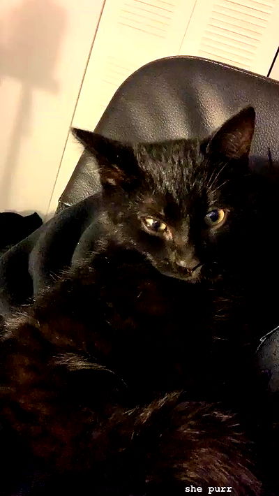 suikomuu suikomuu archive video