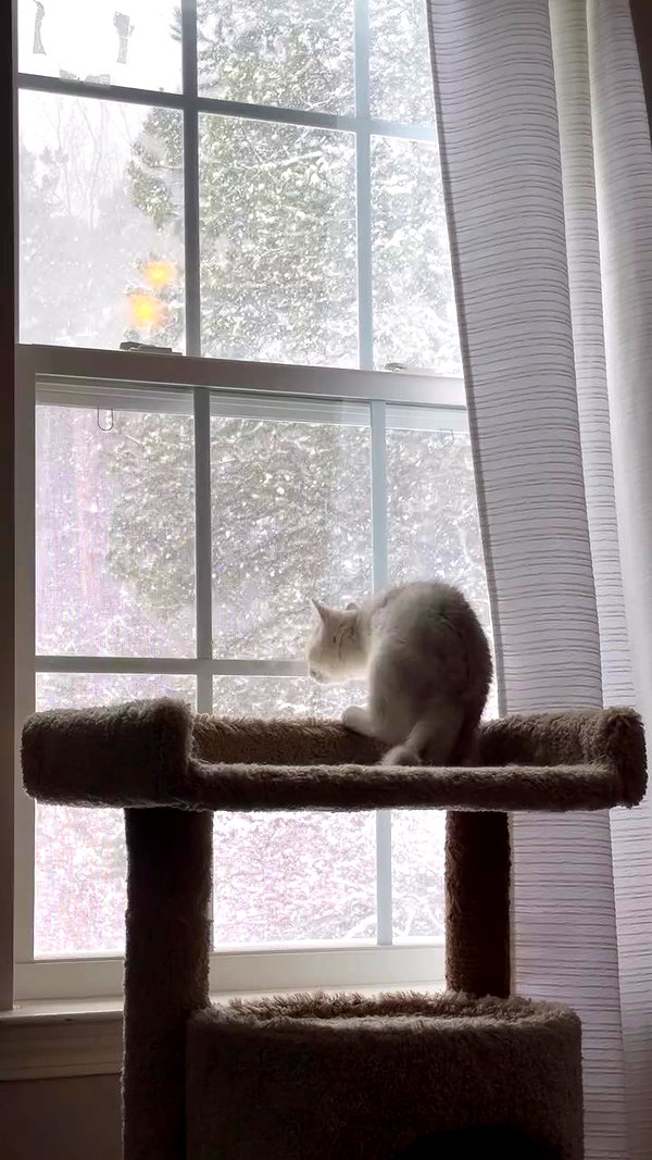 svgarbvnnies archive video preview