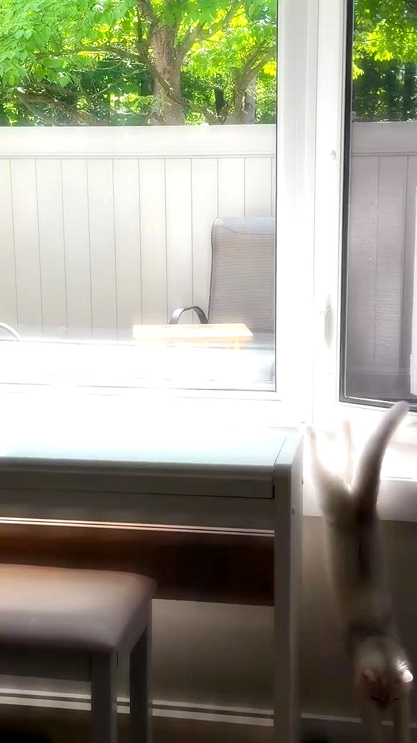 rachelchaleff archive video preview