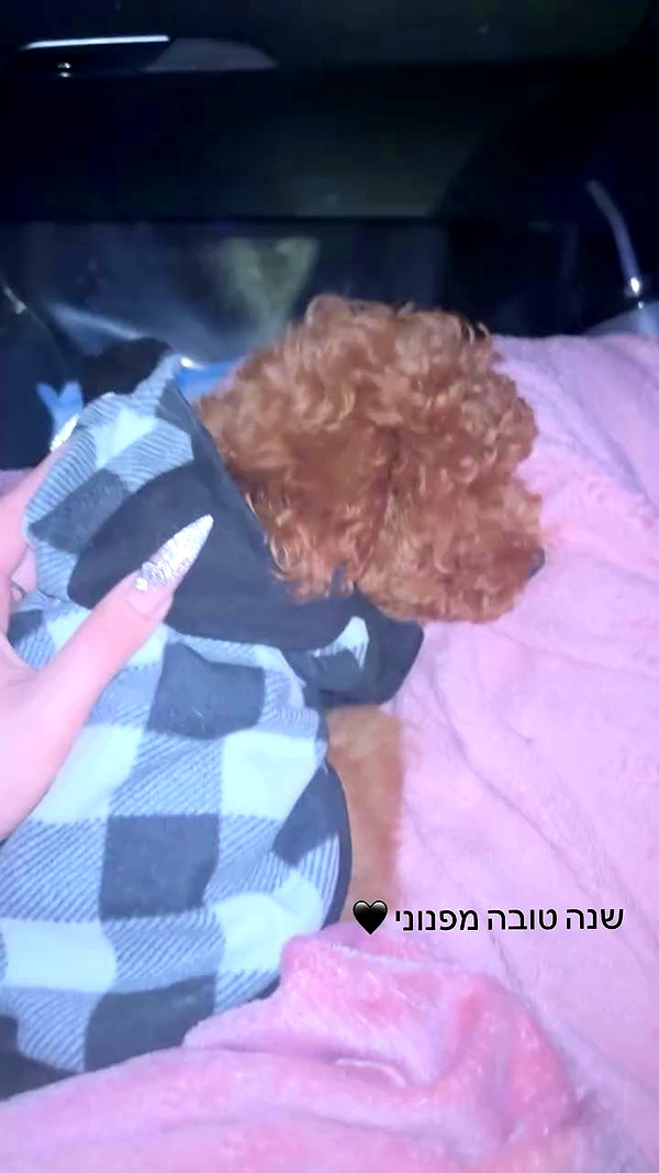 agam._.harel archive video preview