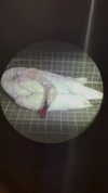 s111y_ccc0nt3 Altpins Profile Picture