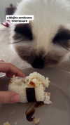 kasumi_sen Altpins Profile Picture