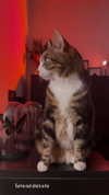 emmamarshalluk Altpins Profile Picture