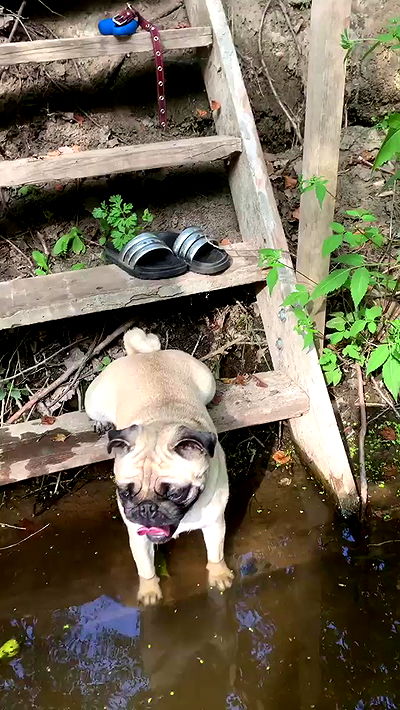 nyityam nyityam archive video