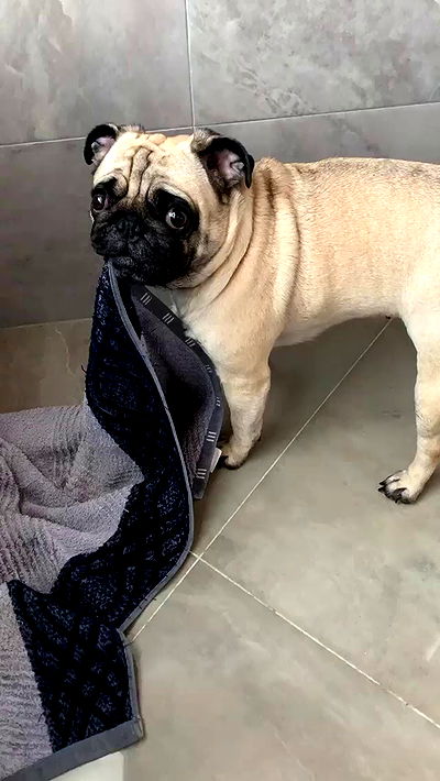 nyityam nyityam archive video