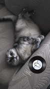 liza_kremer Altpins Profile Picture