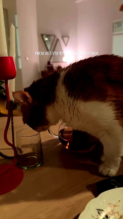 iambohema.v2 iambohema.v2 archive video