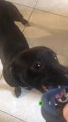 rott3nbambi Altpins Profile Picture