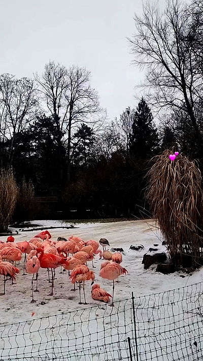 eveliniya eveliniya archive video