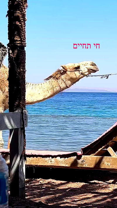 ormosheee ormosheee archive video