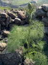 yahel_tubul Altpins Profile Picture