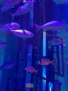 nomagdalina Altpins Profile Picture
