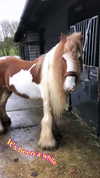 cyber_laney Altpins Profile Picture