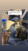 jahia_brown Altpins Profile Picture