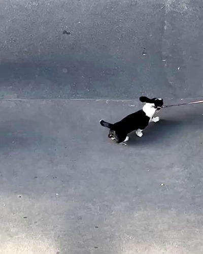 manjolamuriqi manjolamuriqi archive video