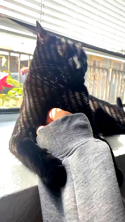 suikomuu suikomuu archive video