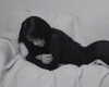 camila_cabello Altpins Profile Picture