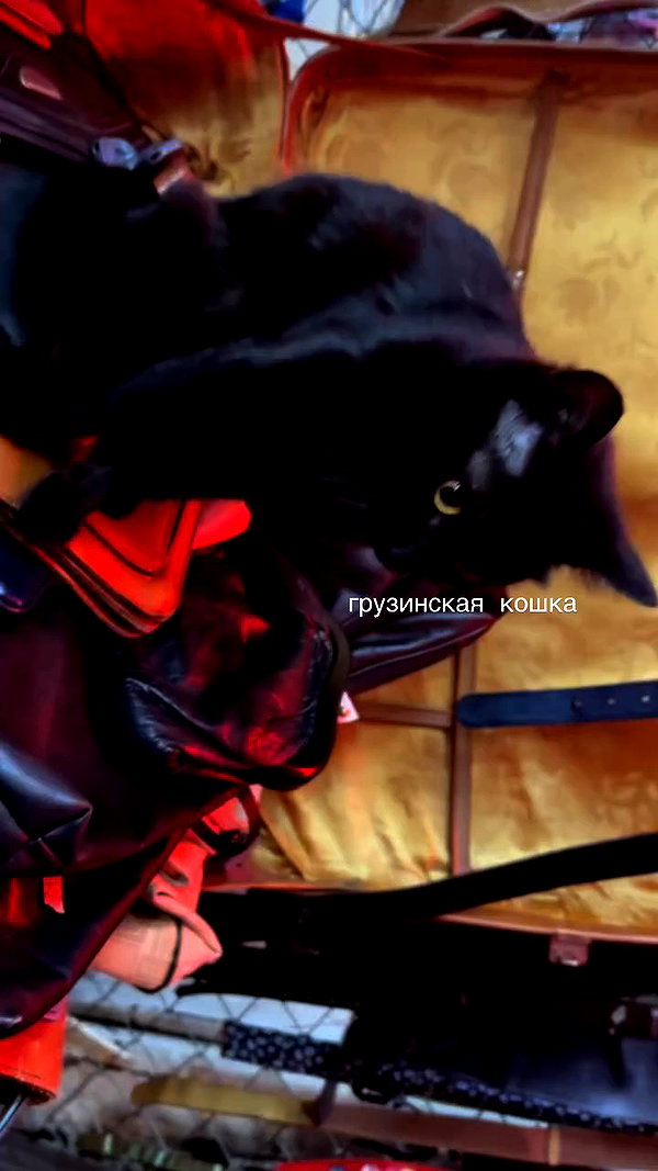 orman.mariee archive video preview