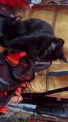 orman.mariee Altpins Profile Picture