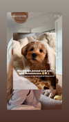 sophiecharlotth Altpins Profile Picture