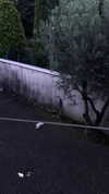rott3nbambi Altpins Profile Picture