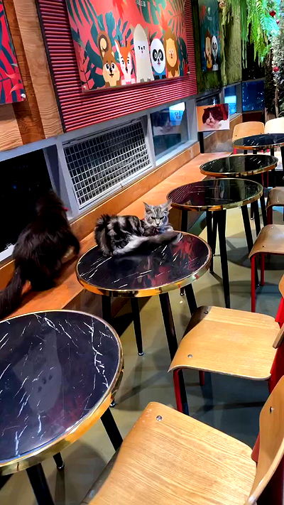 silkton silkton archive video