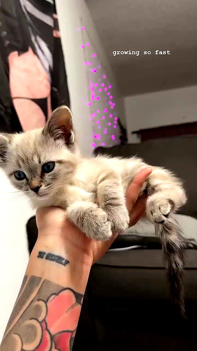 suikomuu suikomuu archive video