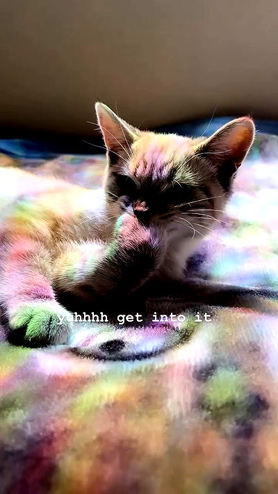 suikomuu suikomuu archive video