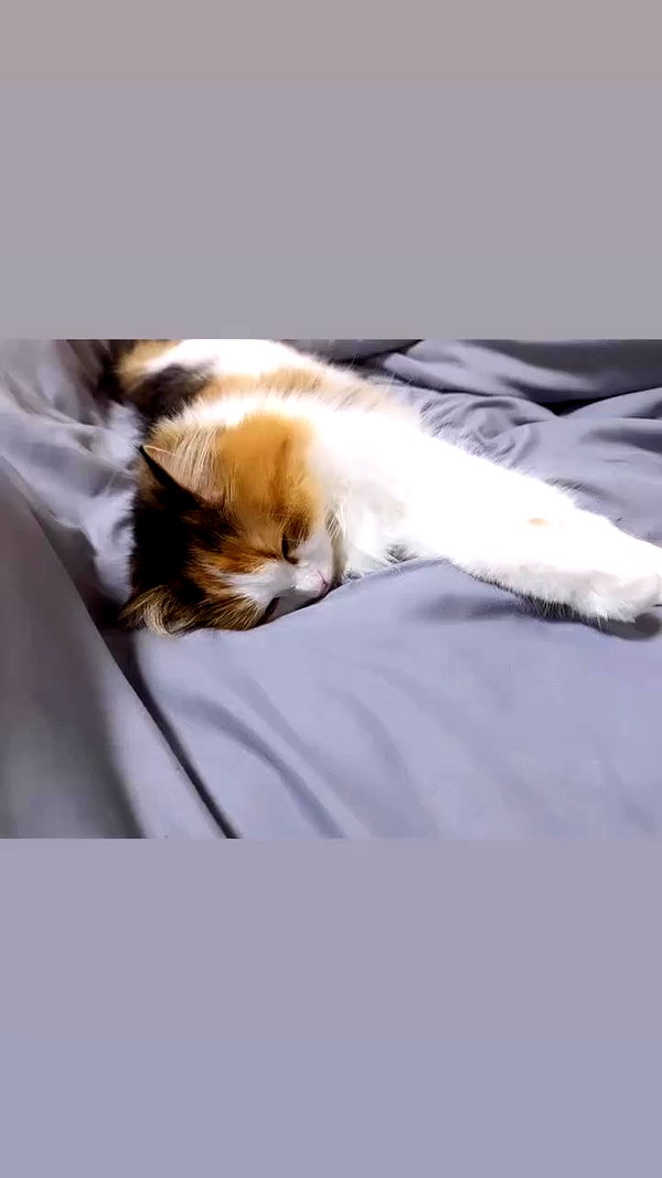 lapinangelia archive video preview