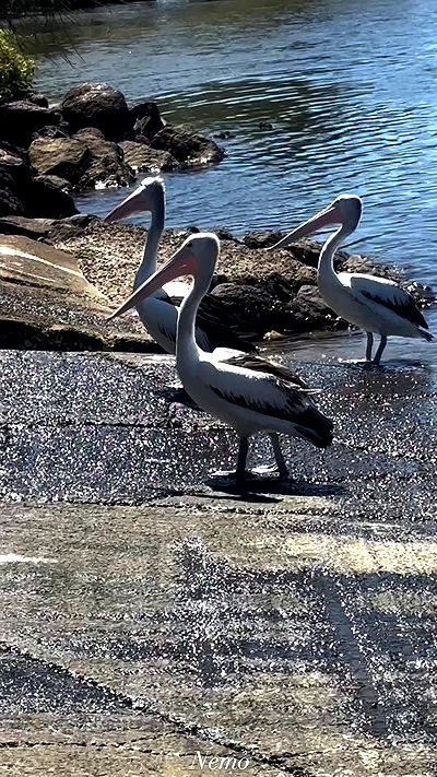 taylor.creeden taylor.creeden archive video