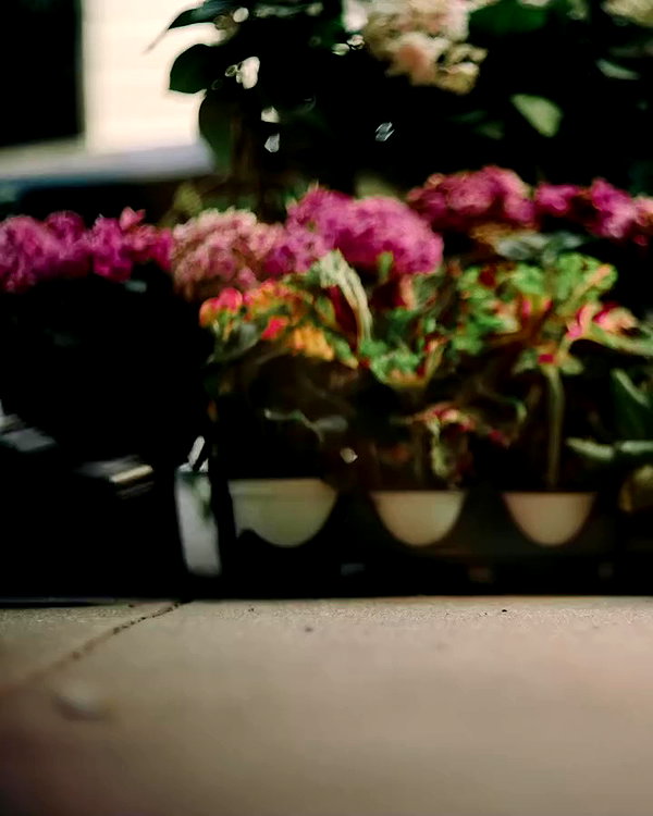 anthropologie archive video preview