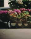 anthropologie Altpins Profile Picture