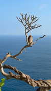 tsarbayeva Altpins Profile Picture