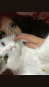 jxsselin_ Altpins Profile Picture