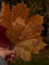 alishevs Altpins Profile Picture