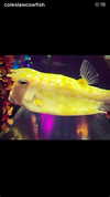 vik4au Altpins Profile Picture