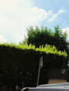 nomagdalina Altpins Profile Picture