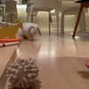 shakira Altpins Profile Picture