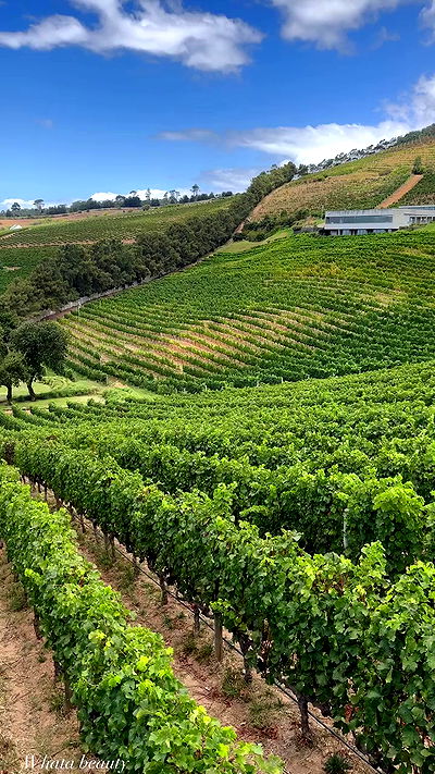 taylor.creeden taylor.creeden archive video